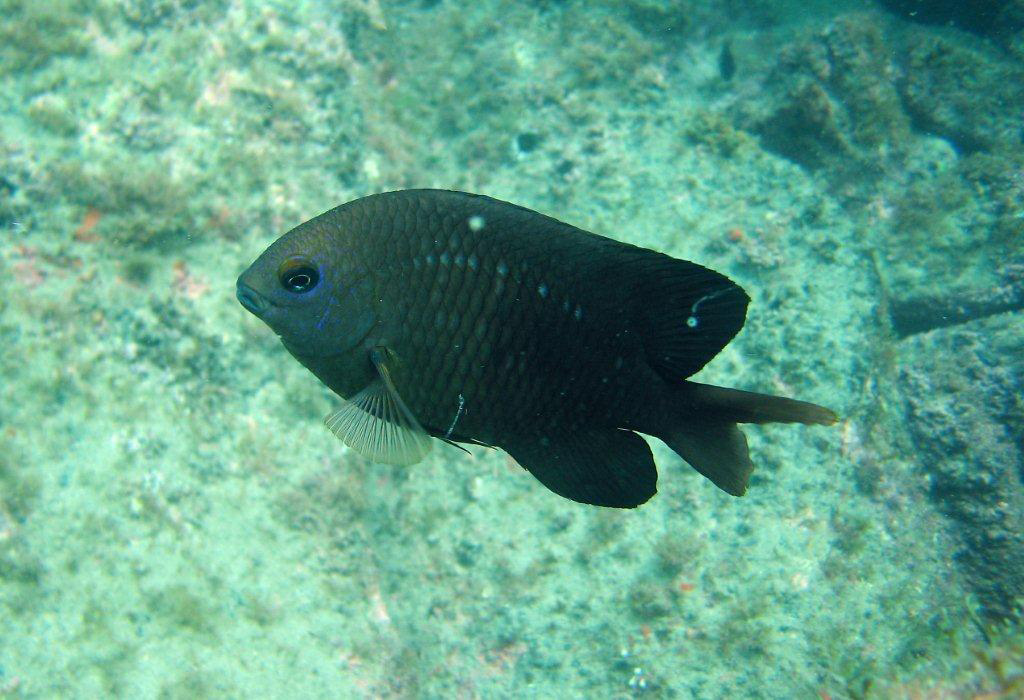 (Stegastes) Род СТЕГАСТЕСЫ 38 видов